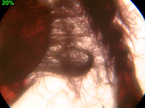 НАТУРАЛИСТ