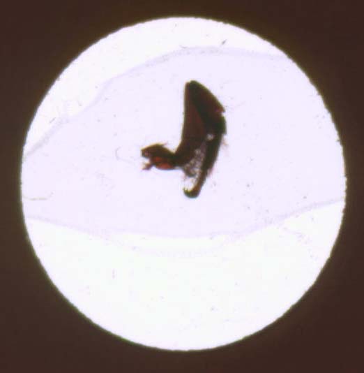 Фрагмент лапки пчелы