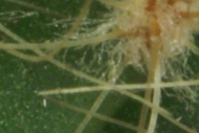 Индустар 100