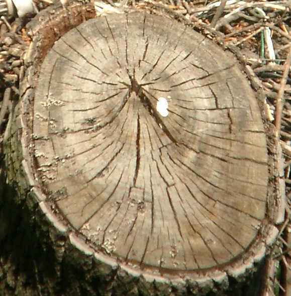 Casio QV4000+ Гелиос 44 + МС РУБИНАР - 8/500