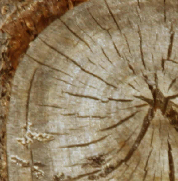 Canon D60 + ТК-2 + МС РУБИНАР - 8/500 