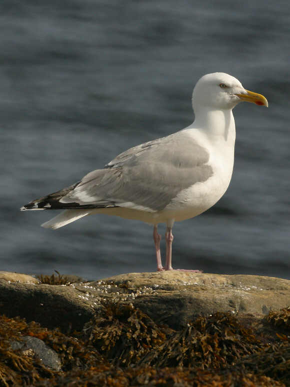 Canon D60 + МС РУБИНАР