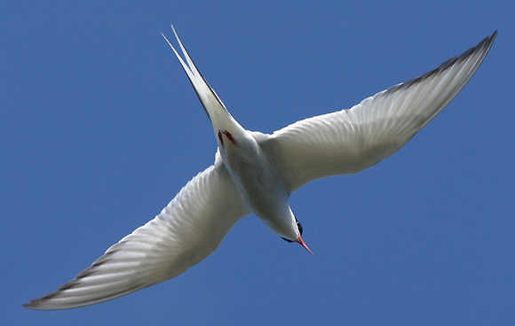 Canon D60 + Soligor -2,8/210