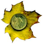 сканограммы