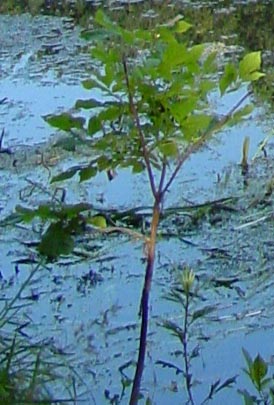 хроматические аберрации