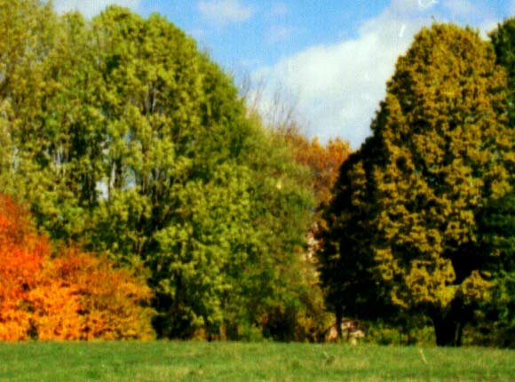 Фрагмент негатива